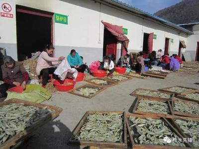 柞水縣紅巖寺鎮 黨建引領，社區工廠助力脫貧，中藥材產業煥發新活力